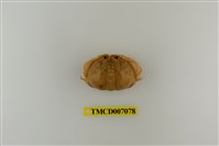 藏品(卷折饅頭蟹)的圖片